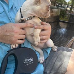 French Bulldog Puppies from Southern Mississippi Frenchies