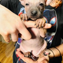 American Hairless Terrier Puppies from Gold Rush Kennels