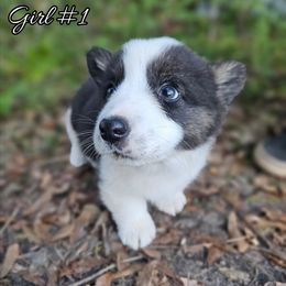 Girl 1 - Black and white female American Corgi puppy in Natchitoches. La, Louisiana from Bleu Bayou Corgis