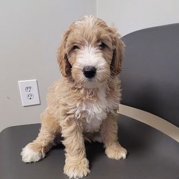 Boy 1 - Parti Goldendoodle puppy in Florida from Adonai's Creation Doodles