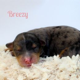 Breezy - Blue merle female Aussiedoodle puppy in Foxworth, Mississippi from Ten Mile Aussies