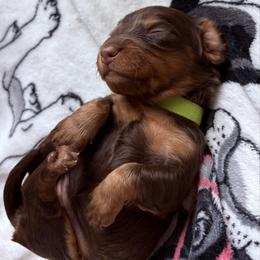 Green girl - Chocolate and tan female Dachshund puppy in Massies Mill, Virginia from Pigeon Hill Dachshunds