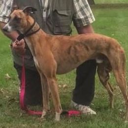 Buster - Whippet