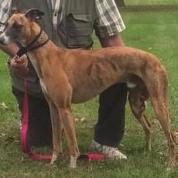 Buster - Whippet