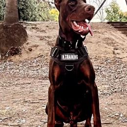 Doberman Pinschers from King of Darkness Kennelz