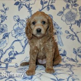 Sammy - Buff female Cockapoo puppy in Sunset, Louisiana from Cano Cockapoos