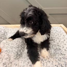 Orange boy - Black and white male Aussiedoodle puppy in Nacogdoches, Texas from Glo’s Aussiedoodles