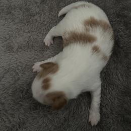Conor - Red and white male Japanese Chin puppy in Longwood, Florida from CindyLynnsChins