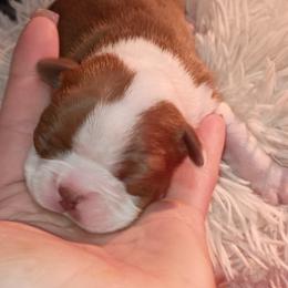 Boston Terrier and French Bulldog Puppies from Reds Studio