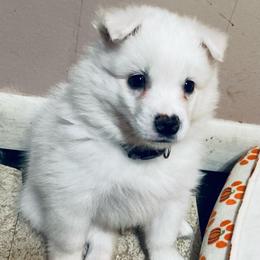 Lumi - White female American Eskimo Dog puppy in Westwego, Louisiana from Connie's American Eskimo Dogs and Mini Australian Shepherd Dogs