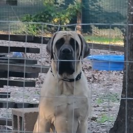 Mastiff All Grown Up from Southern Star English Mastiffs