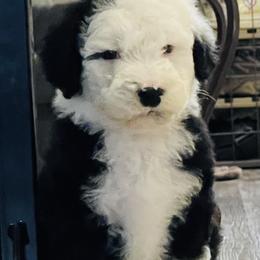 Sheepadoodle Puppies from M&B Puppy Love