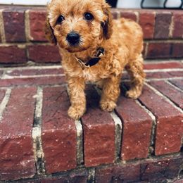 Cavapoo, Havapoo, and Poodle Puppies from West Cobb Dogs
