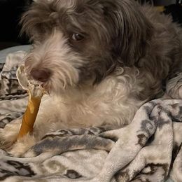 Havanese from Havanese Hearts