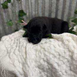 Mauve Collar - Black sable female Belgian Malinois puppy in Muskegon, Michigan from Red Acres Working Line K9s