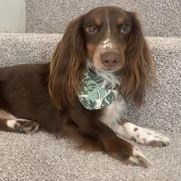 Booker - Dachshund