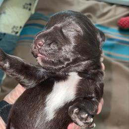 Bruno - Liver male Miniature Schnauzer puppy in Interlachen, Florida from Pam's Schnauzers