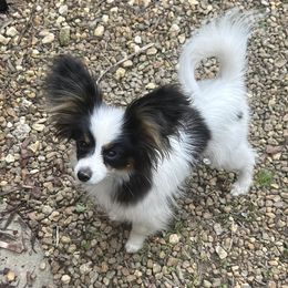 Papillon Puppies from Tylane Papillons