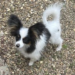 Papillon Puppies from Tylane Papillons