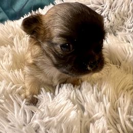 Diego - Chocolate sabled fawn Chihuahua puppy in Oklahoma City, Oklahoma from Savvy Chihuahuas of Oklahoma