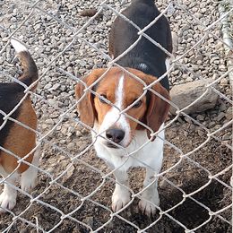 Sam - Beagle