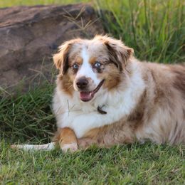 Callie - Miniature Australian Shepherd
