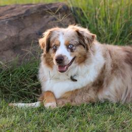 Callie - Miniature Australian Shepherd