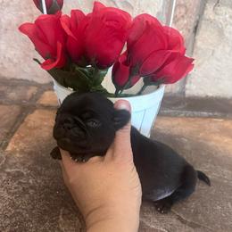 Blue collar - Black male Pug puppy in Tucson, Arizona from Furever Friends
