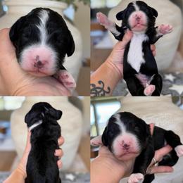 Ivan - Tri-color male Bernedoodle puppy in Yuciapa, California from AlltheDoodlez_