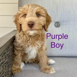 Australian Labradoodle Puppies from Napa Valley Australian Labradoodles