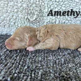 Amethyst - Cream female Goldendoodle puppy in Chattanooga, Tennessee from Hilltop Cuddle Pups