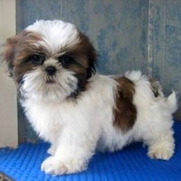 Shih Tzu Puppies from K&T FURBABIES
