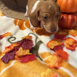 Dachshund Puppies from Ozark Dachshunds