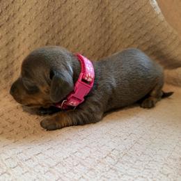 ACA Girl 1 pink - Blue and cream female Dachshund puppy in Grand Valley, Pennsylvania from Dachshunds on the Hill