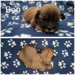 Ben - Brown male Lhasa Apso puppy in Cincinnati, Ohio from Shangri-La Lhasa Apsos