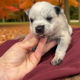 Luchesse - the only little girl - Blue female Australian Cattle Dog puppy in Kalispell, Montana from BTR Australian Cattle Dogs