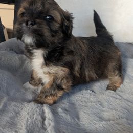 Odie - Brindle male Lhasa Apso puppy in Gaffney, South Carolina from Lots of Lhasa Love