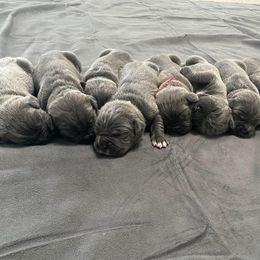 Biewer Terrier, Cane Corso, and Yorkshire Terrier Puppies from Exotic Yorkie Imports & Cessna Cane Corso