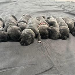 Biewer Terrier, Cane Corso, and Yorkshire Terrier Puppies from Exotic Yorkie Imports & Cessna Cane Corso