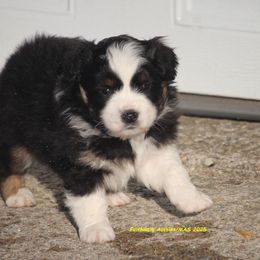 Drift - Black tri female Miniature American Shepherd puppy in Hillsdale, Michigan from Faithwalk Aussies and Mini American Shepherds