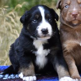Chino - Black tri-color male Australian Shepherd puppy in Darrington, Washington from Cart River Aussies