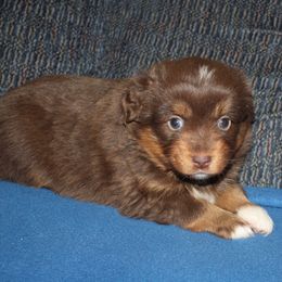 Jocasta - Red tri-color female Miniature American Shepherd puppy in Hillsdale, Michigan from Faithwalk Aussies and Mini American Shepherds