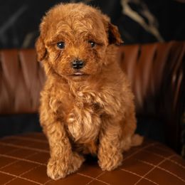 Bernedoodle, Cavapoo, Goldendoodle, and Poodle Puppies from Wasatch Pup