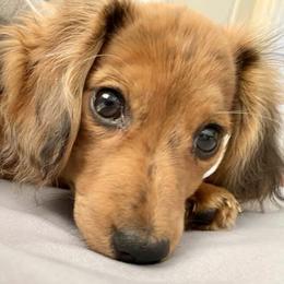 Dachshund Puppies from Meldox