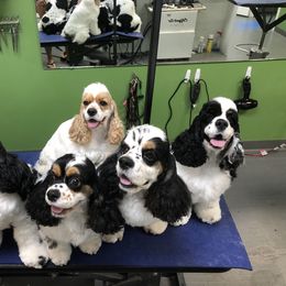Cocker Spaniel All Grown Up from Eastwood Cockers