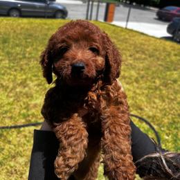 Oscar - Red  male Poodle puppy in Riverside, California from Poodles