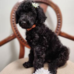 Aza - Black female Poodle puppy in Spartanburg, South Carolina from Taya's Pups