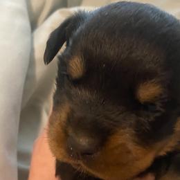 Rottweilers from Bella Bowe Import Rottweilers