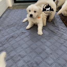 Dachshund and Golden Retriever Puppies from Charmm Dachshunds & English Cream Golden Retrievers