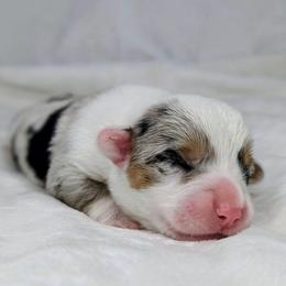 Linus - Blue merle and white male American Corgi puppy in Clarksville, Tennessee from Cold Creek Family Farm LLC